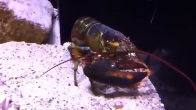 Lobster feeding time смотреть онлайн