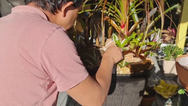 BROMELIAD ARRANGEMENT WITH A COASTAL LIGHTHOUSE смотреть онлайн