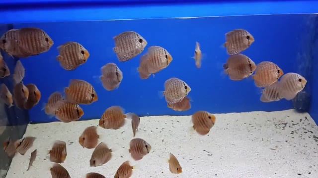 Discus Red Eagle (Красный орел) смотреть онлайн