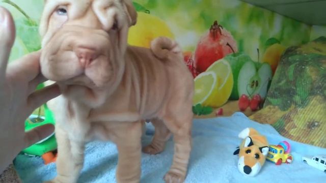 ЩЕНОК ШАРПЕЯ МАЛЬЧИК, смотреть онлайн