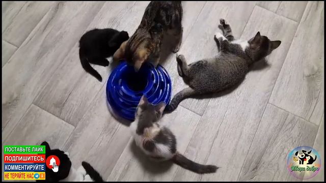 Когда котята разыгрались, собака не помеха. смотреть онлайн