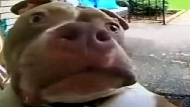 Тест на шизу - уровень Босс смотреть онлайн