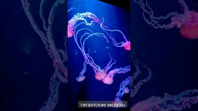 Гигантские медузы смотреть онлайн