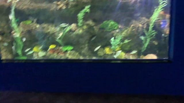 Vinpearl Land of Sea Aquarium 1 - Phu quoc island - Vietnam - Creative Life смотреть онлайн