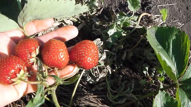 КЛУБНИКА С БЕСПОДОБНО ВКУСНОЙ ЯГОДОЙ ТОЛЬКО ЗА ВКУС УЖЕ СТОИТ ВЫРАЩИВАТЬ ЭТОТ СОРТ смотреть онлайн