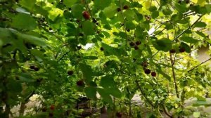 Вишня шпанка