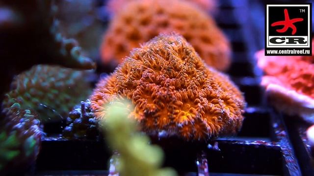 Живые кораллы / Шок контент / Live Corals / Pavona Coral / Discosoma