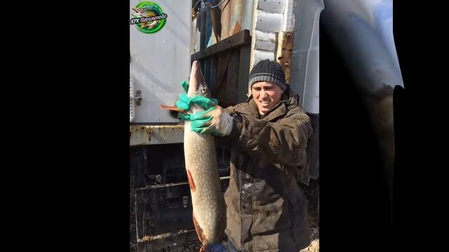 Зарыбление Щукой и Амуром. КРХ Парамоново 09 04 2017 смотреть онлайн