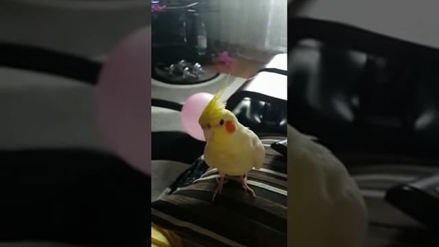 Попугай поет- Я тучка тучка смотреть онлайн