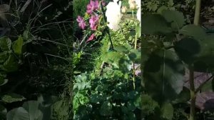 Роза Рококо.