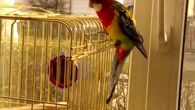 Попугай розелла 3 года смотреть онлайн