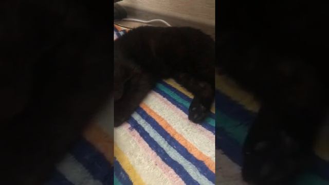 Дочка забрала больного найденыша себе в Воронеж. Лечит котика. смотреть онлайн