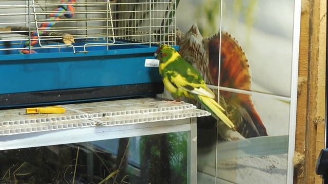 Мокрый #попугай НЕ может ВЗЛЕТЕТЬ / Оливковая какарики Киви купалась и не может летать #какарики смотреть онлайн