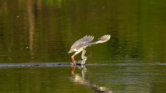 Incredible Bird Photography in Florida - ALL NEW Photo Tour смотреть онлайн