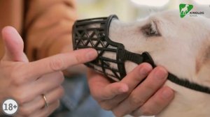 Как правильно ПОДОБРАТЬ НАМОРДНИК собаке. Школа дрессировки собак Антонины Зимаревой