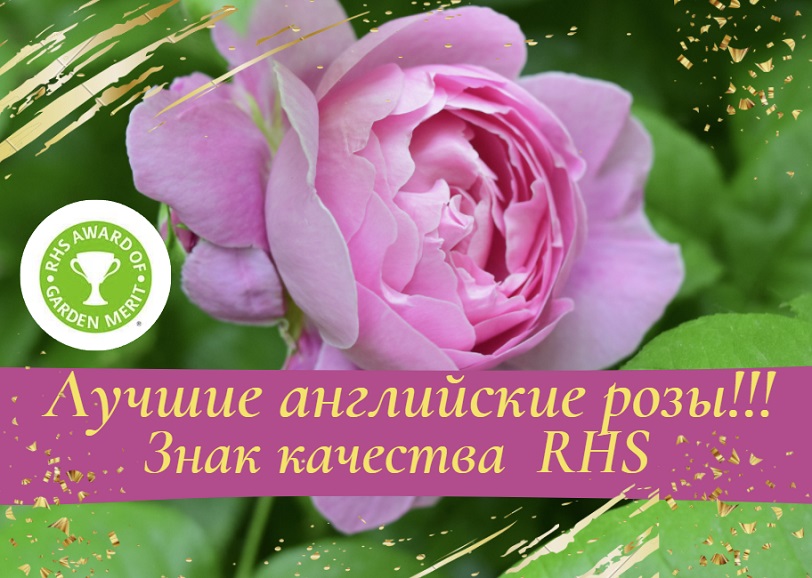 Лучшие английские розы. Знак качества английского Королевского общества розоводов. смотреть онлайн