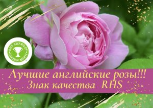 Лучшие английские розы. Знак качества английского Королевского общества розоводов.