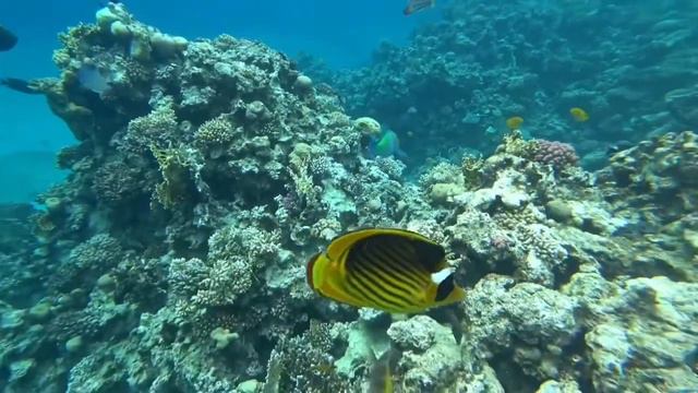 Автопутешествие по Египту 2ч. Шарм-эль-Шейх смотреть онлайн