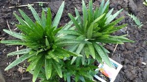 Срочная борьба с красными жуками на лилиях