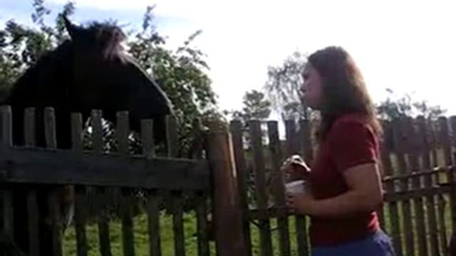 Терпеливая лошадь смотреть онлайн