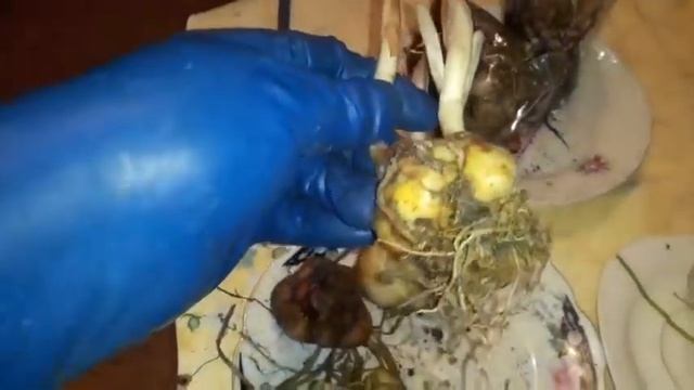 Лилии весной - ошибки закупки, где подвох? смотреть онлайн