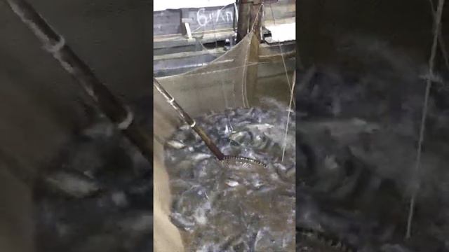 Покровка лиман 2020 смотреть онлайн