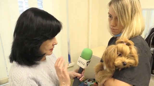 Бантики для собачек смотреть онлайн