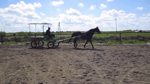 Заездка в упряжь смотреть онлайн