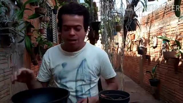 REPLANTANDO ORQUIDEAS TOLUMNIAS 🌺🌺🌺 смотреть онлайн