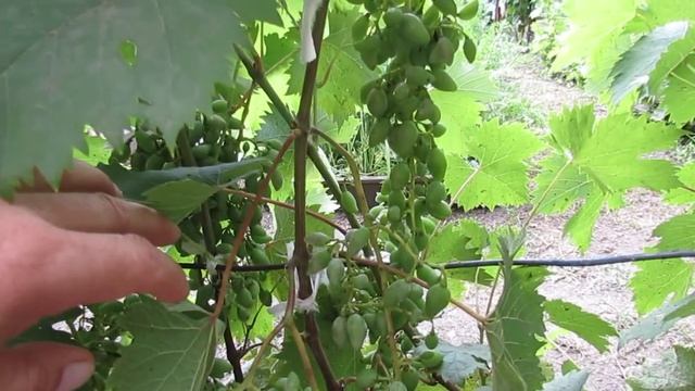 Оптимальная нагрузка молодого виноградного куста. смотреть онлайн