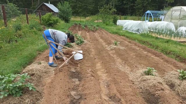 Картошка не всходит, чеснок чернеет. Но мы не грустим ,а исправляем ошибки. смотреть онлайн