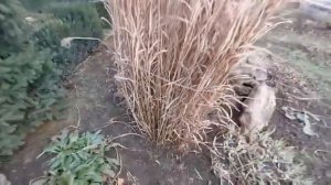 Обрезка Мискантуса за 7 секунд