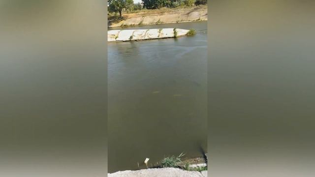 Большое скопление рыб! Рыбий рай! смотреть онлайн