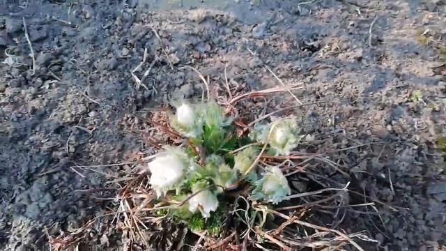 Прострел, сон-трава садовые смотреть онлайн