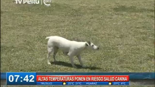 Cuide a sus perros del Golpe de Calor смотреть онлайн