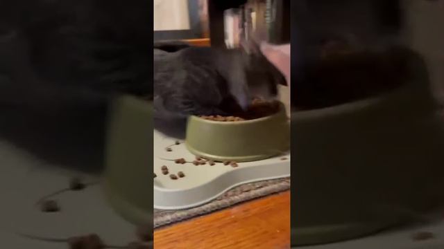 голодный котик))) смотреть онлайн