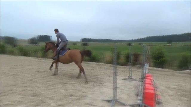 Faenza D.S. jument 4ans Casco X Ogano (Tina de thieusie) смотреть онлайн