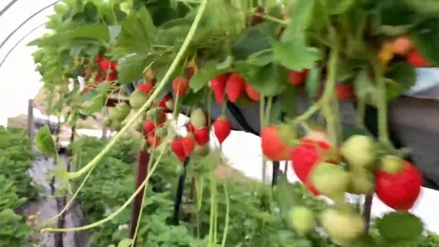 Ягоди сорт Елсанта във фаза на пълно плододаване - Elsanta strawberries at the full fruiting stage смотреть онлайн