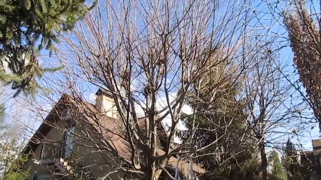 Формировка шара на штамбе из клёна. Как сформировать большой клен. смотреть онлайн