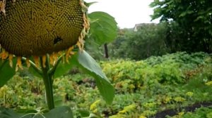 ПОДСОЛНУХ ЗАЩИТА ОТ ПТИЦ #ОГОРОД Подсолнечник на огороде