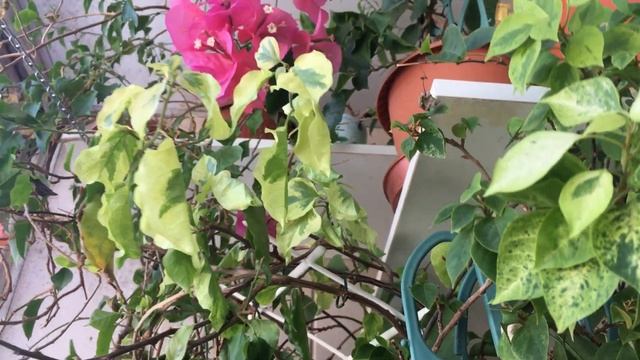 Комнатные растения. Что на окошках моих. смотреть онлайн