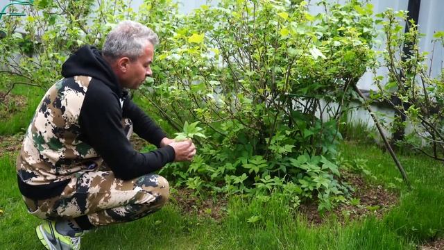 Рецепт молодости.Сорняки. Полезные советы огородникам. Салат из сныти, крапивы и одуванчика. смотреть онлайн