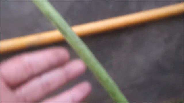 Alocasia Princeps Borneo