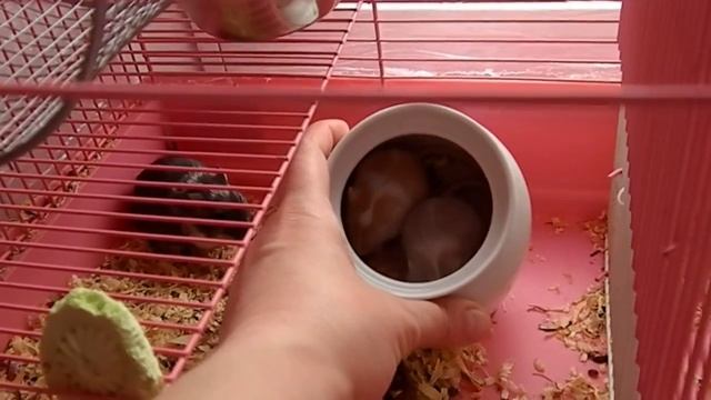 Малыши попрыгуши разных окрасов монгольской песчанки смотреть онлайн