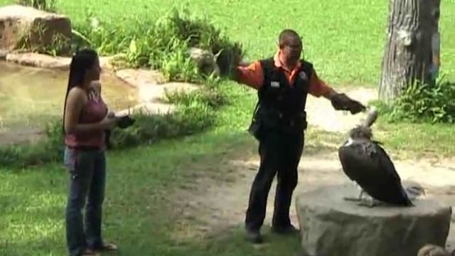 Singapore Travel: Vulture Performs @ Jurong Bird Park смотреть онлайн