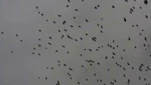 Коршун 8 и 8 ПЛЮС - биоакустический отпугиватель птиц