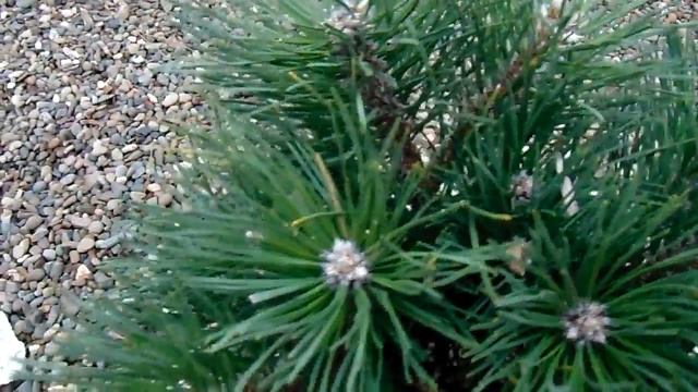 Pinus nigra 'Nana' смотреть онлайн