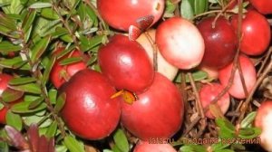 Клюква крупноплодная Стивенс (stephens) ? обзор: как сажать, саженцы клюквы Стивенс