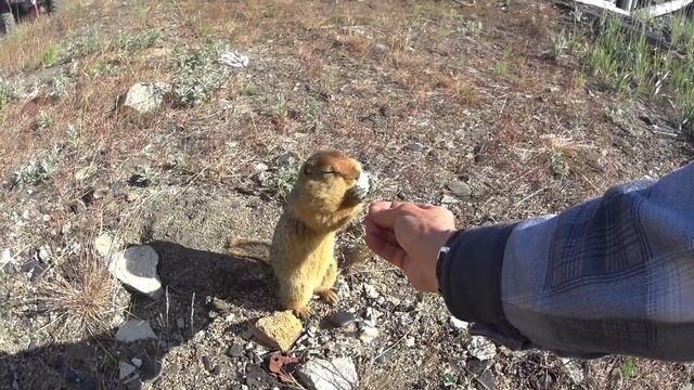Евражка Яшка смотреть онлайн