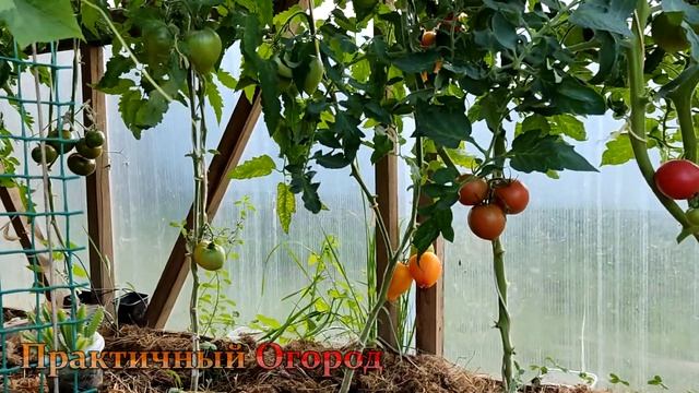 Первый массовый сбор томатов! Мой урожай помидоров в Подмосковье в теплице. смотреть онлайн
